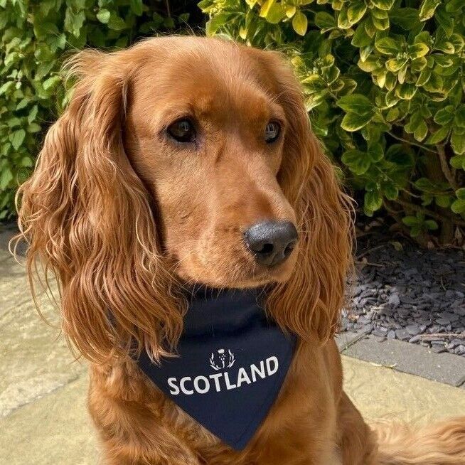 England rugby deals dog bandana