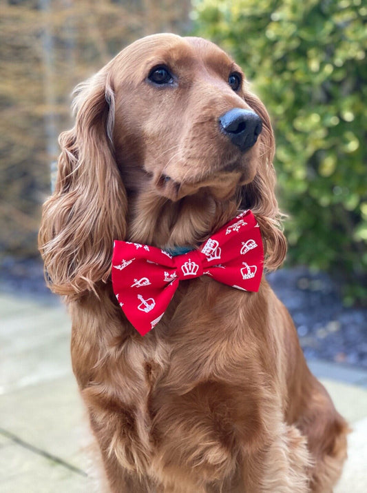 Royal Coronation King UK Crown Royalty Regal Dog Bow tie Bowtie