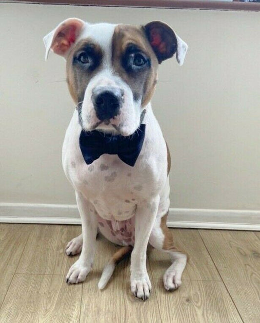 Velvet Dog Pet Bow Tie