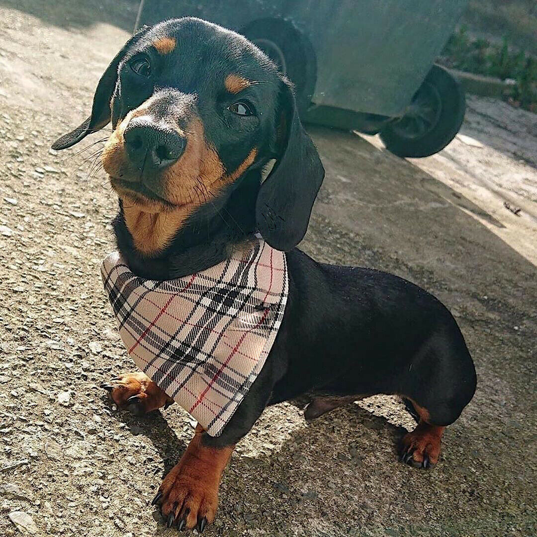 Tartan Bandana