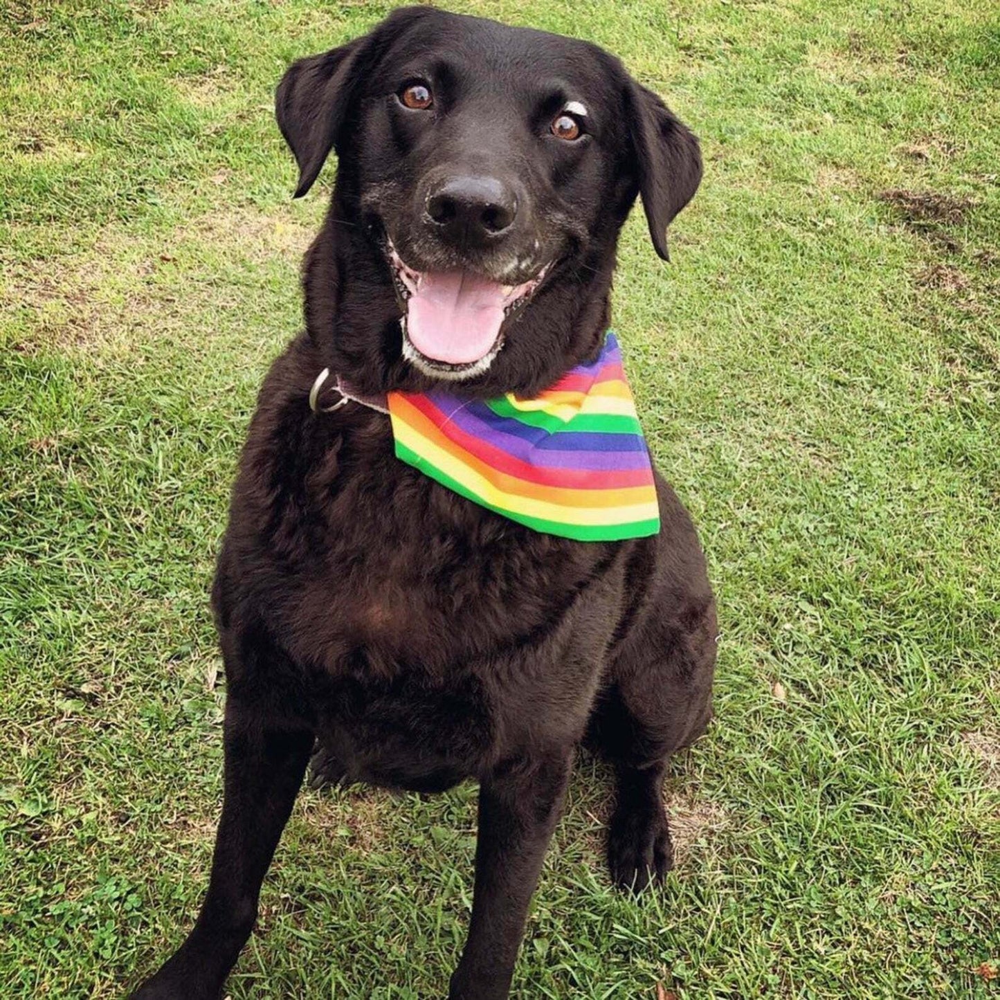 Rainbow Pride Dog Bandana