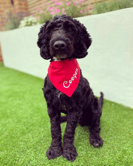 Personalised Disney Style Dog Bandana