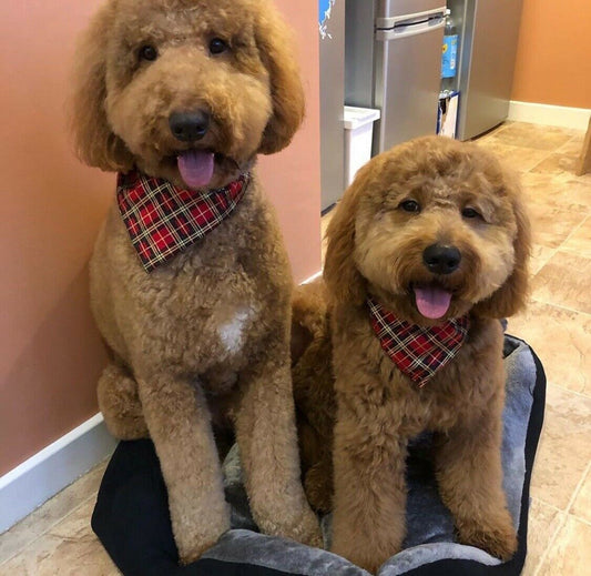 Red Green Tartan Bandana