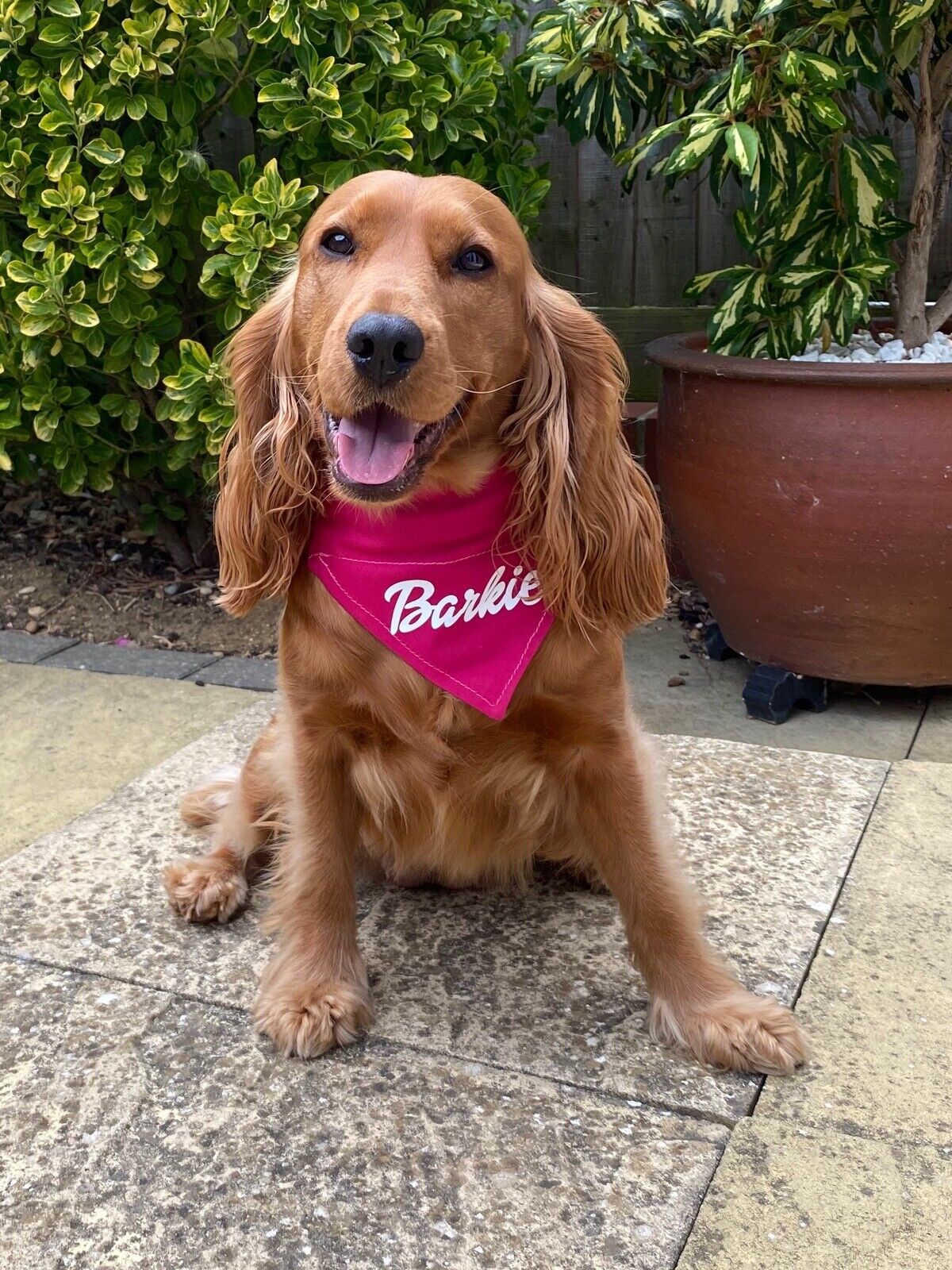 Barkie Pink Bandana