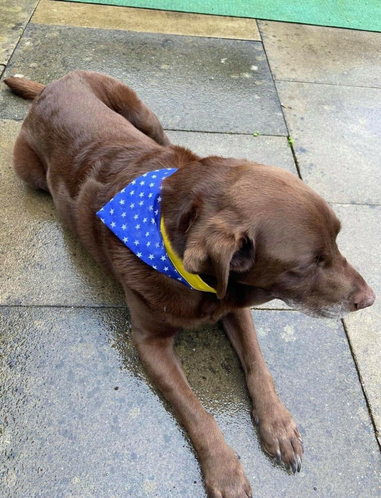 Stars Red or Blue Bandana