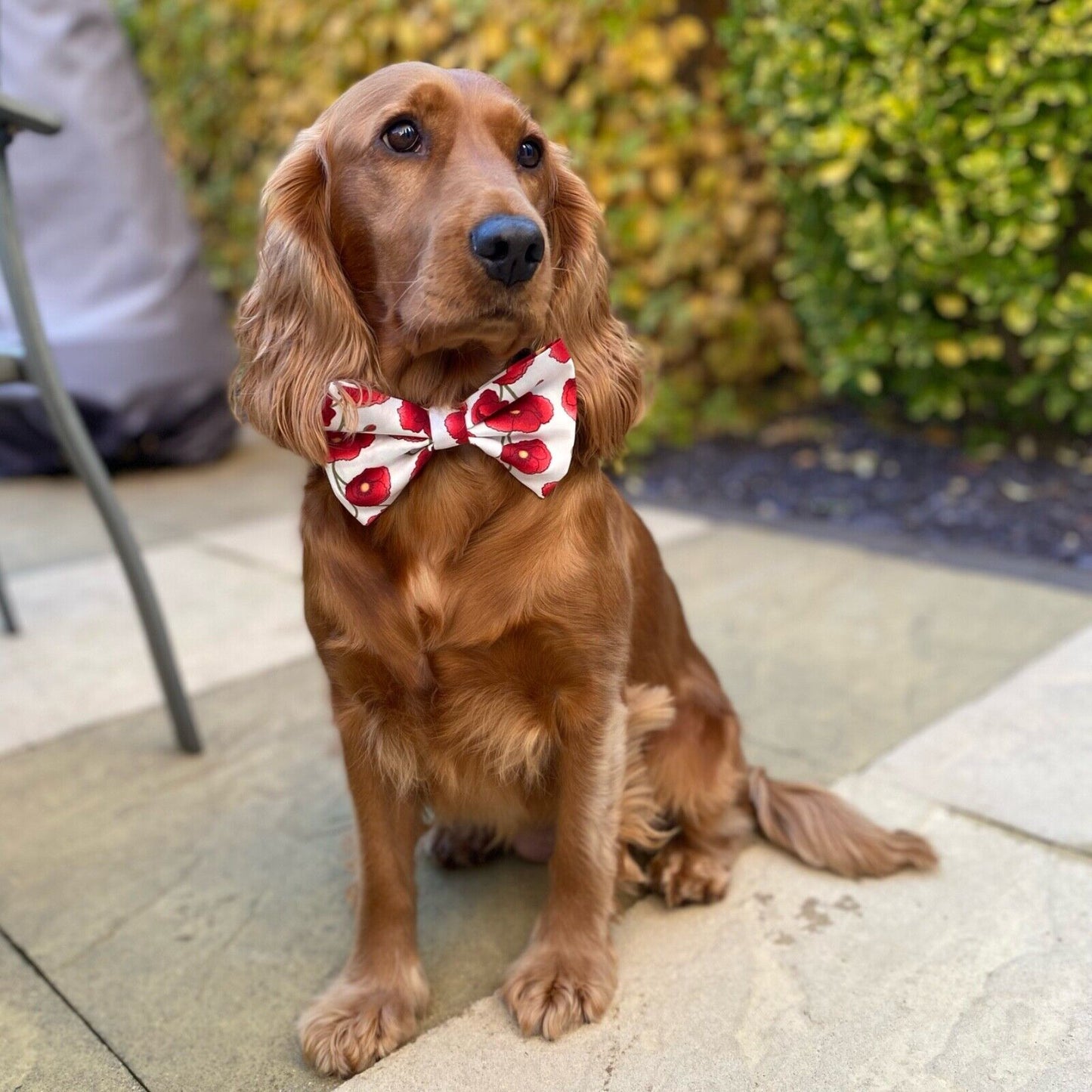 Poppy Remembrance Day Dog Pet Bow Tie Bowtie