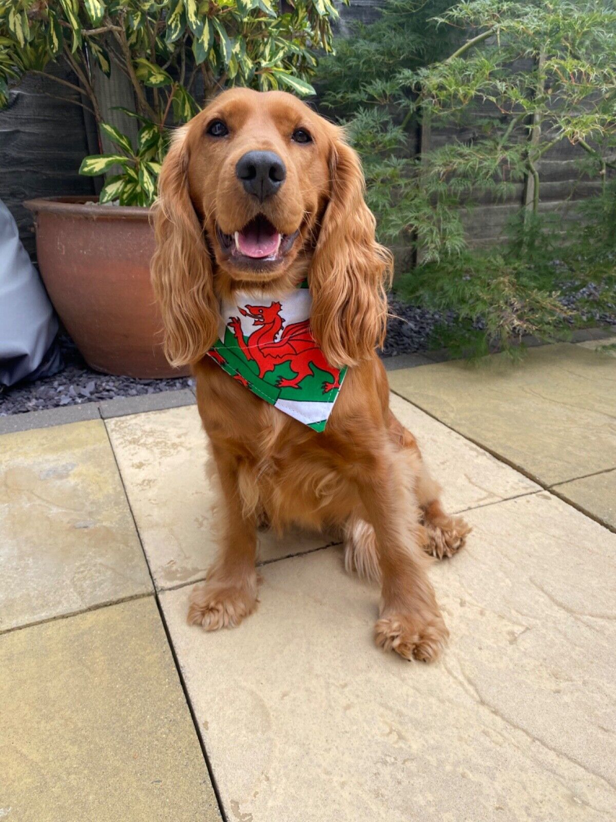 Large Print Wales Welsh Flag Dragon Dog Bandana Ideal for World Cup 2022