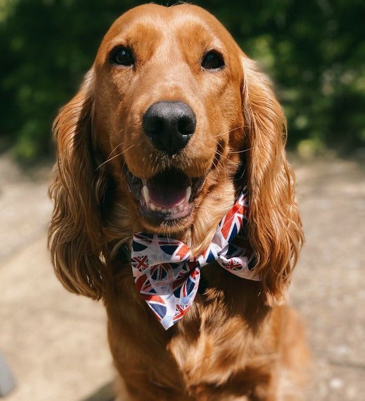 Union Jack Heart Flag Uk Jubilee Dog Pet Bow Tie Bowtie