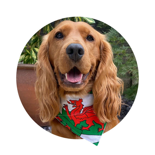 Large Print Wales Welsh Flag Dragon Dog Bandana Ideal for World Cup 2022