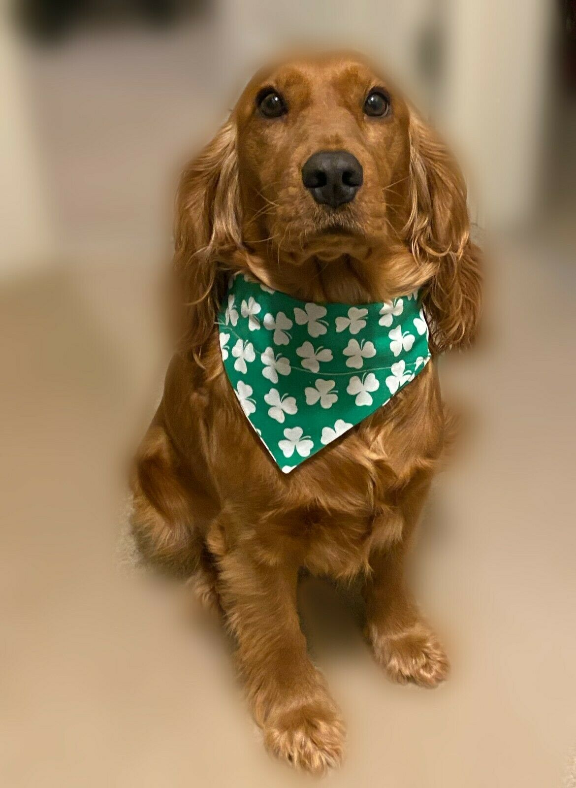 St. Patricks Day Dog Bandana