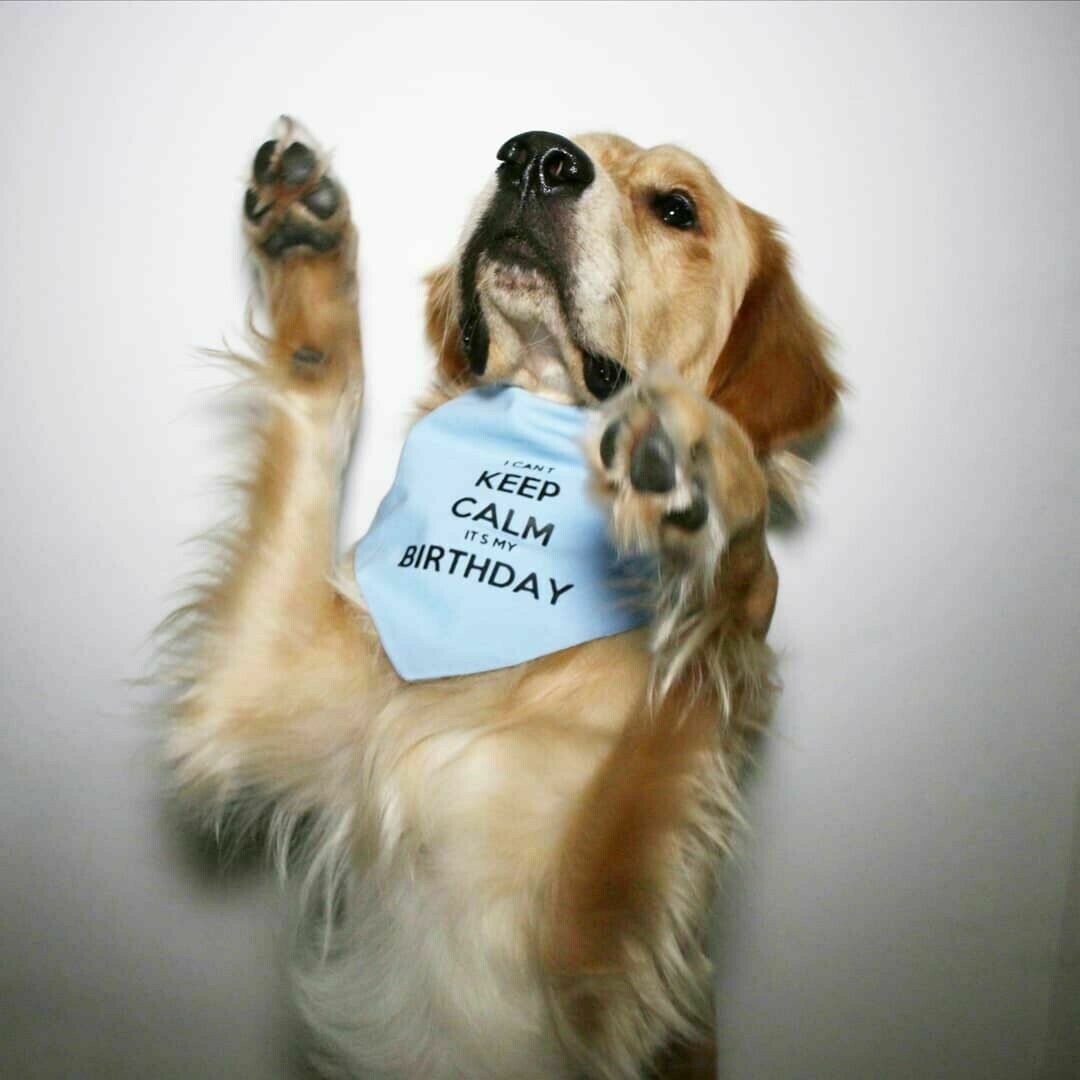 I Can't Keep Calm It's My Birthday Bandana