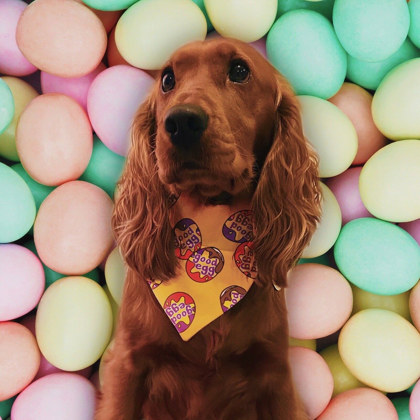 Easter Good Egg Dog Bandana